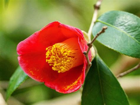 椿樹|椿（ツバキ）とは？花言葉、花の季節、育て方、種類。山茶花と。